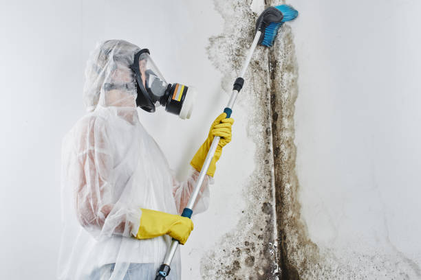 Best Attic Mold Removal  in Georgetown, GA