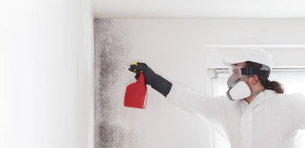 Best Mold Damage Repair  in Georgetown, GA