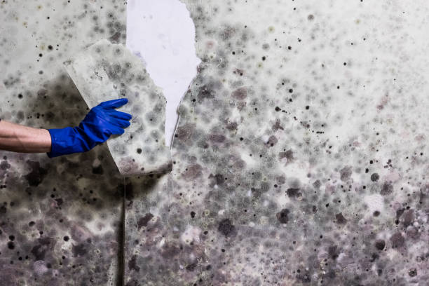 Mold Testing and Removal in Georgetown, GA